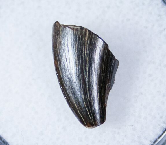 Partial Tyrannosaurid Tooth - Montana #12807
